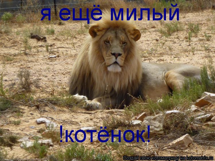 я ещё милый !котёнок!... Котоматрица: я ещё милый !котёнок!