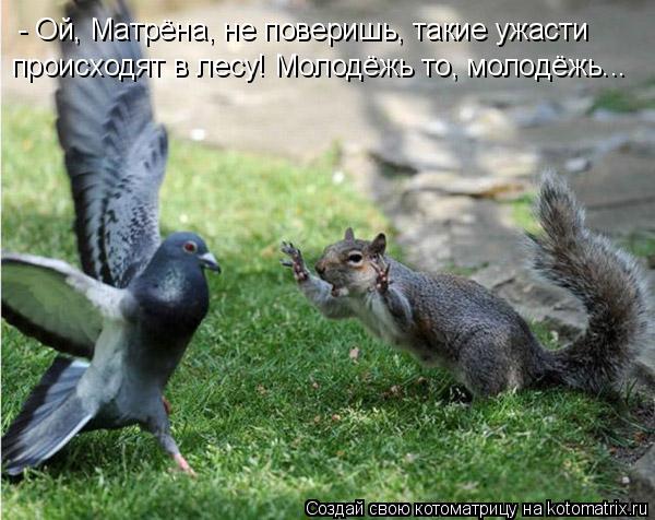 - Ой, Матрёна, не поверишь, такие ужасти происходят в лесу! Молодёжь то, молодёжь...... Котоматрица: - Ой, Матрёна, не поверишь, такие ужасти происходят в лесу! Молодёжь то, молодёжь...
