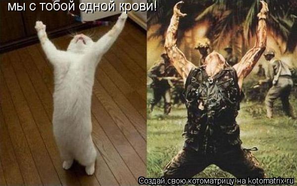 мы с тобой одной крови!... Котоматрица: мы с тобой одной крови!