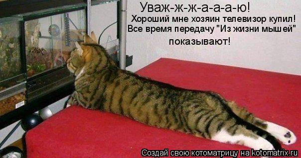 Уваж-ж-ж-а-а-а-ю! Хороший мне хозяин телевизор купил! показывают! Все время передачу "Из жизни мышей... Котоматрица: Уваж-ж-ж-а-а-а-ю! Хороший мне хозяин телевизор купил! показывают! Все время передачу "Из жизни мышей"