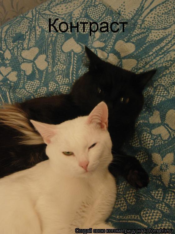 Контраст... Котоматрица: Контраст