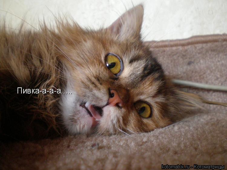 Пивка-а-а-а........ Котоматрица: Пивка-а-а-а.....