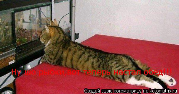 Ну шо рыбки,вот теперь настал обед!!!... Котоматрица: Ну шо рыбки,вот теперь настал обед!!!