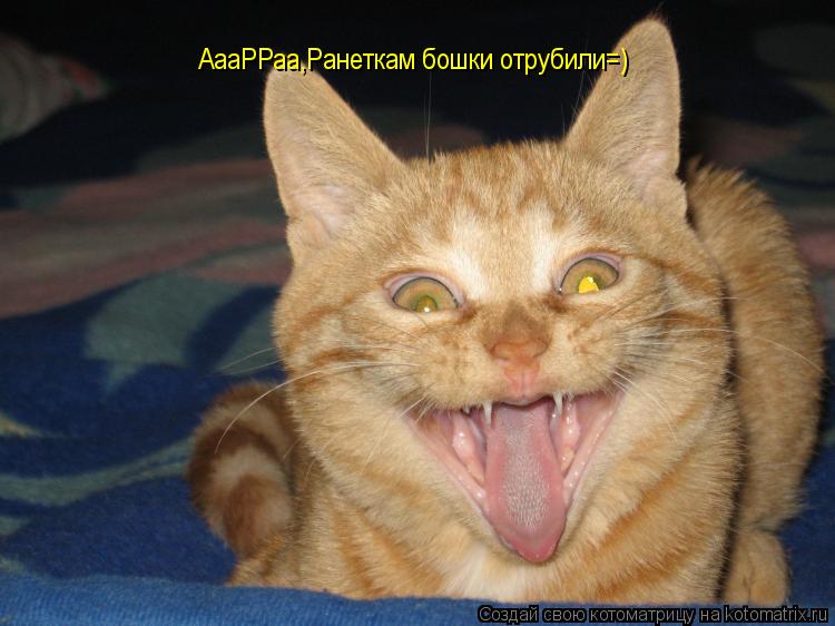 АааРРаа,Ранеткам бошки отрубили=)... Котоматрица: АааРРаа,Ранеткам бошки отрубили=)