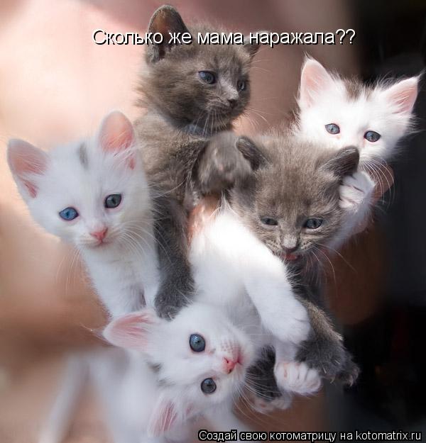 Сколько же мама наражала??... Котоматрица: Сколько же мама наражала??