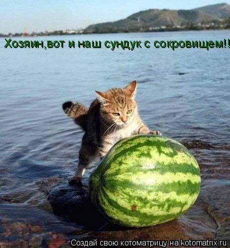 Хозяин,вот и наш сундук с сокровищем!!... Котоматрица: Хозяин,вот и наш сундук с сокровищем!!