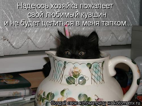 свой любимый кувшин и не будет целиться в меня тапком... Надеюсь хозяйка пожалеет... Котоматрица: свой любимый кувшин и не будет целиться в меня тапком... Надеюсь хозяйка пожалеет