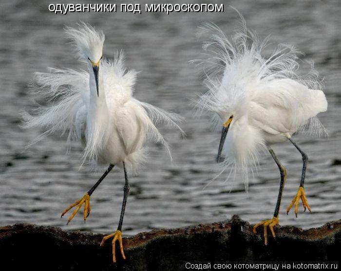 одуванчики под микроскопом... Котоматрица: одуванчики под микроскопом