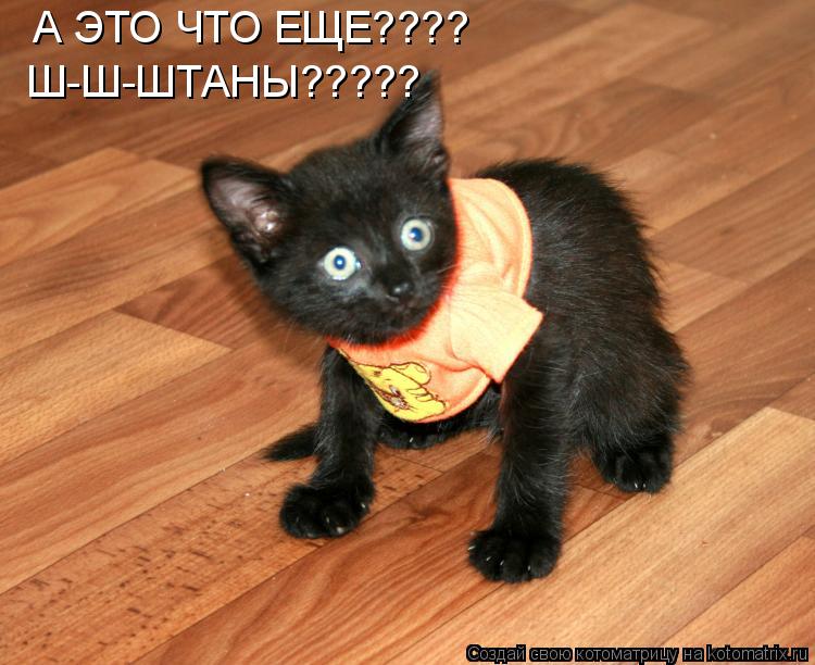 А ЭТО ЧТО ЕЩЕ???? Ш-Ш-ШТАНЫ?????... Котоматрица: А ЭТО ЧТО ЕЩЕ???? Ш-Ш-ШТАНЫ?????