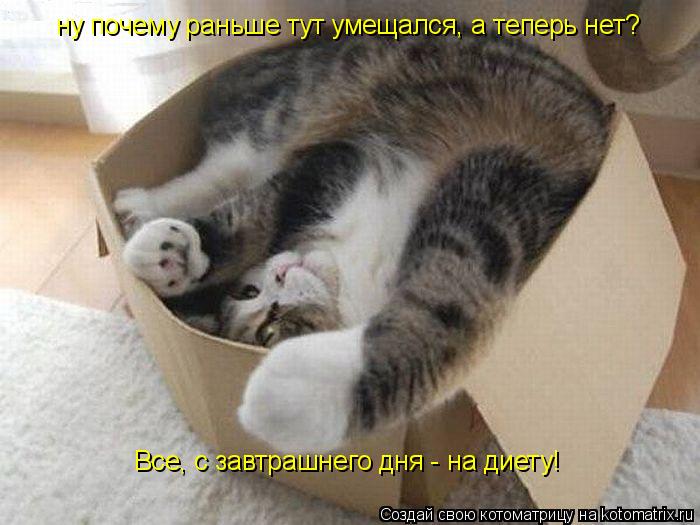 Все, с завтрашнего дня - на диету! ну почему раньше тут умещался, а теперь нет?... Котоматрица: Все, с завтрашнего дня - на диету! ну почему раньше тут умещался, а теперь нет?