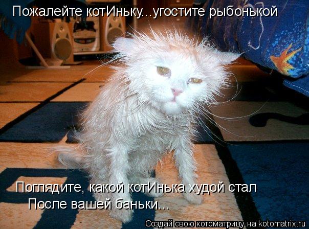 Пожалейте котИньку...угостите рыбонькой Поглядите, какой котИнька худой стал После вашей баньки...... Котоматрица: Пожалейте котИньку...угостите рыбонькой Поглядите, какой котИнька худой стал После вашей баньки...