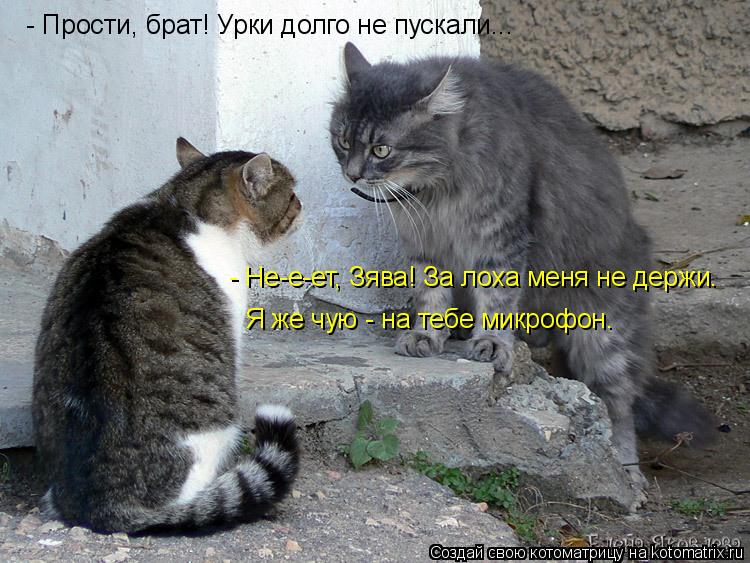 - Прости, брат! Урки долго не пускали... - Не-е-ет, Зява! За лоха меня не держи. Я же чую - на тебе м... Котоматрица: - Прости, брат! Урки долго не пускали... - Не-е-ет, Зява! За лоха меня не держи. Я же чую - на тебе микрофон.