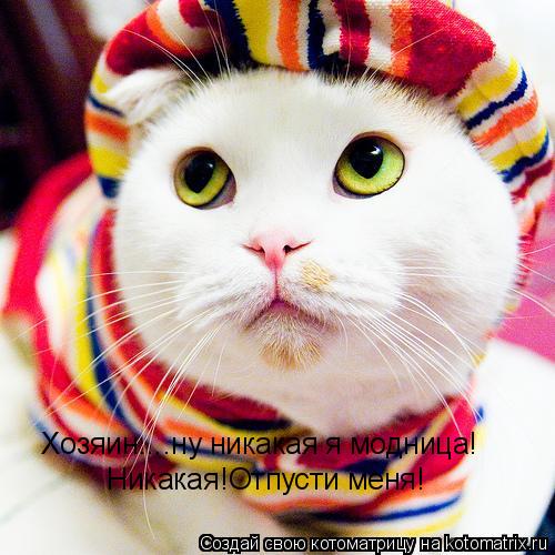 Хозяин....ну никакая я модница! Никакая!Отпусти меня!... Котоматрица: Хозяин....ну никакая я модница! Никакая!Отпусти меня!