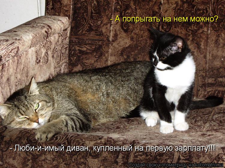 - Люби-и-имый диван, купленный на первую зарплату!!! - А попрыгать на нем можно?... Котоматрица: - Люби-и-имый диван, купленный на первую зарплату!!! - А попрыгать на нем можно?