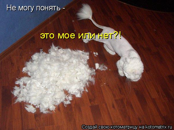 Не могу понять - это мое или нет?!... Котоматрица: Не могу понять - это мое или нет?!