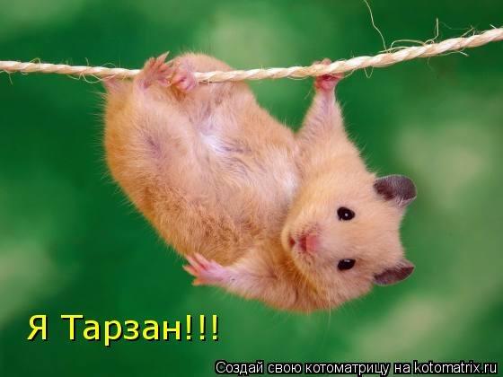 Я Тарзан!!!... Котоматрица: Я Тарзан!!!