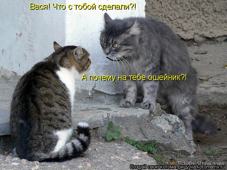 Вася! Что с тобой сделали?! А почему на тебе ошейник?!... Котоматрица: Вася! Что с тобой сделали?! А почему на тебе ошейник?!