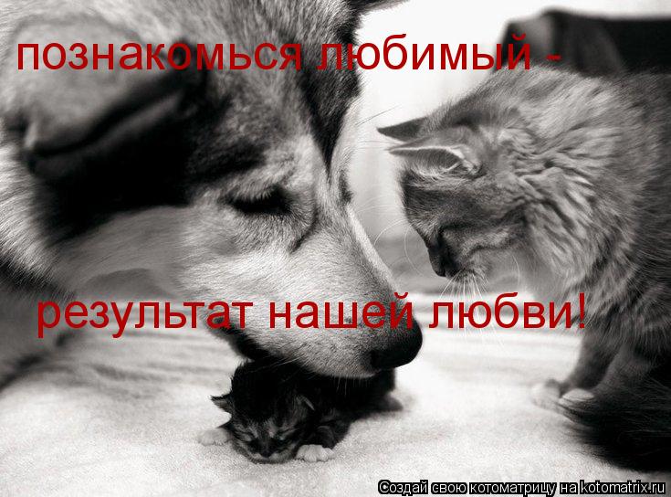 познакомься любимый - результат нашей любви!... Котоматрица: познакомься любимый - результат нашей любви!