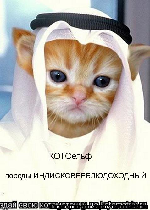 КОТОельф породы ИНДИСКОВЕРБЛЮДОХОДНЫЙ... Котоматрица: КОТОельф породы ИНДИСКОВЕРБЛЮДОХОДНЫЙ