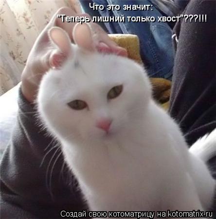 Что это значит: "Теперь лишний только хвост"???!!!... Котоматрица: Что это значит: "Теперь лишний только хвост"???!!!