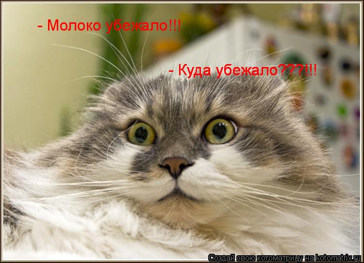 - Молоко убежало!!! - Куда убежало???!!! - Куда убежало???!!!... Котоматрица: - Молоко убежало!!! - Куда убежало???!!! - Куда убежало???!!!