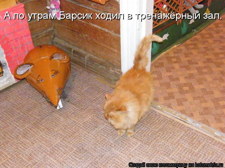А по утрам Барсик ходил в тренажёрный зал.... Котоматрица: А по утрам Барсик ходил в тренажёрный зал.