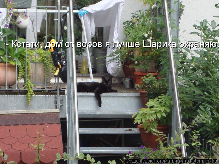 - Кстати, дом от воров я лучше Шарика охраняю!... Котоматрица: - Кстати, дом от воров я лучше Шарика охраняю!
