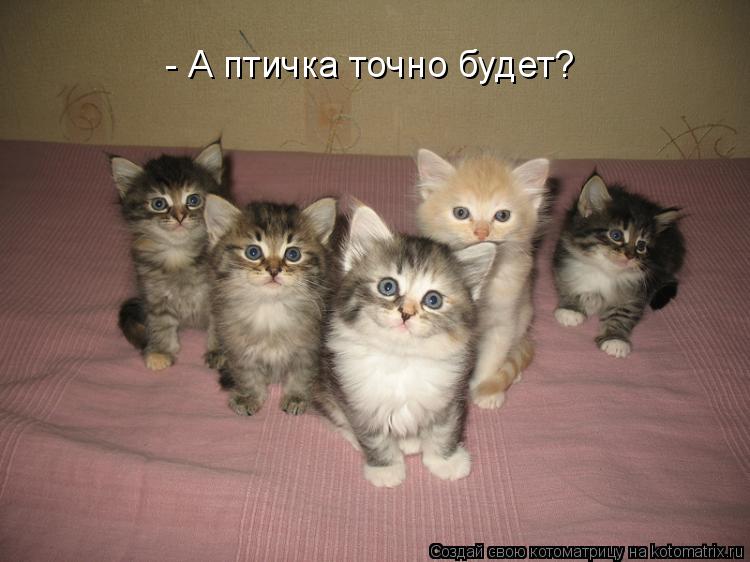 - А птичка точно будет?... Котоматрица: - А птичка точно будет?