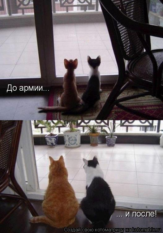 До армии... ... и после!... Котоматрица: До армии... ... и после!