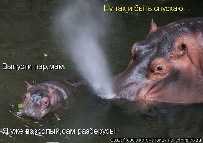 Ну так и быть,спускаю... Выпусти пар,мам. Я уже взрослый,сам разберусь!... Котоматрица: Ну так и быть,спускаю... Выпусти пар,мам. Я уже взрослый,сам разберусь!
