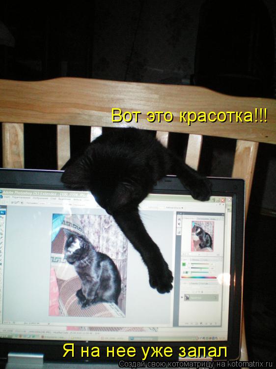 Вот это красотка!!! Я на нее уже запал... Котоматрица: Вот это красотка!!! Я на нее уже запал