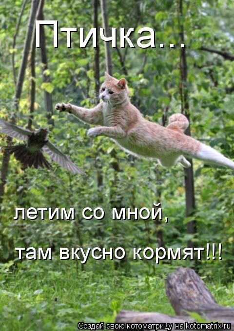 Птичка... летим со мной, там вкусно кормят!!!... Котоматрица: Птичка... летим со мной, там вкусно кормят!!!