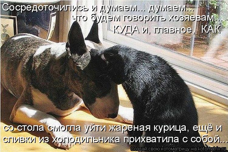 Сосредоточились и думаем... думаем... что будем говорить хозяевам... КУДА и, главное, КАК со стола ... Котоматрица: Сосредоточились и думаем... думаем... что будем говорить хозяевам... КУДА и, главное, КАК со стола смогла уйти жареная курица, ещё и сливки из