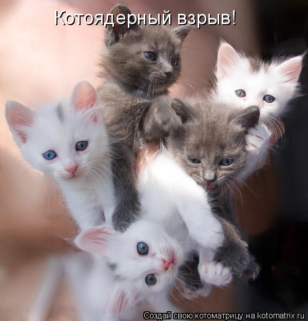Котоядерный взрыв!... Котоматрица: Котоядерный взрыв!
