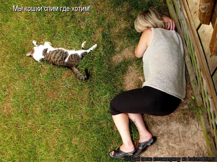 Мы кошки спим где хотим!... Котоматрица: Мы кошки спим где хотим!