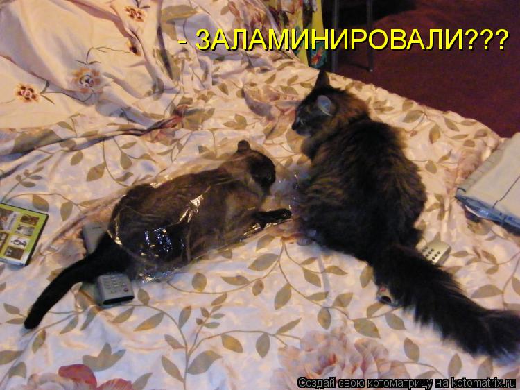 - ЗАЛАМИНИРОВАЛИ???... Котоматрица: - ЗАЛАМИНИРОВАЛИ???