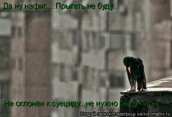Да ну нафиг.....Прыгать не буду... Не склонён к суециду...не нужно было пить... Котоматрица: Да ну нафиг.....Прыгать не буду... Не склонён к суециду...не нужно было пить