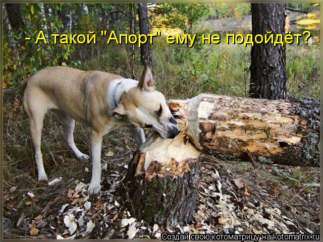 - А такой "Апорт" ему не подойдёт?... Котоматрица: - А такой "Апорт" ему не подойдёт?