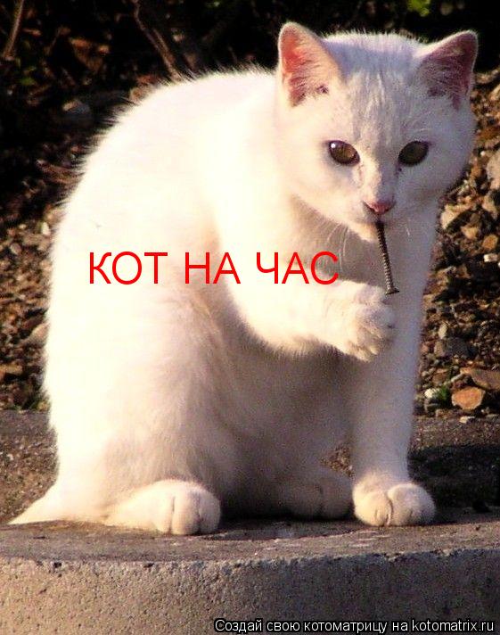 КОТ НА ЧАС... Котоматрица: КОТ НА ЧАС