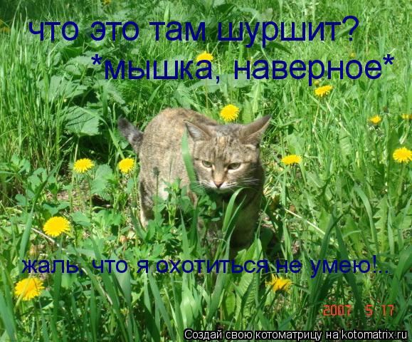 что это там шуршит? *мышка, наверное* жаль, что я охотиться не умею!..... Котоматрица: что это там шуршит? *мышка, наверное* жаль, что я охотиться не умею!..