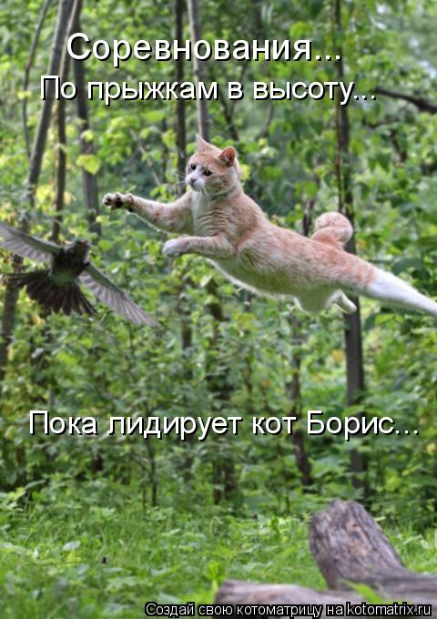 Соревнования... По прыжкам в высоту... Пока лидирует кот Борис...... Котоматрица: Соревнования... По прыжкам в высоту... Пока лидирует кот Борис...