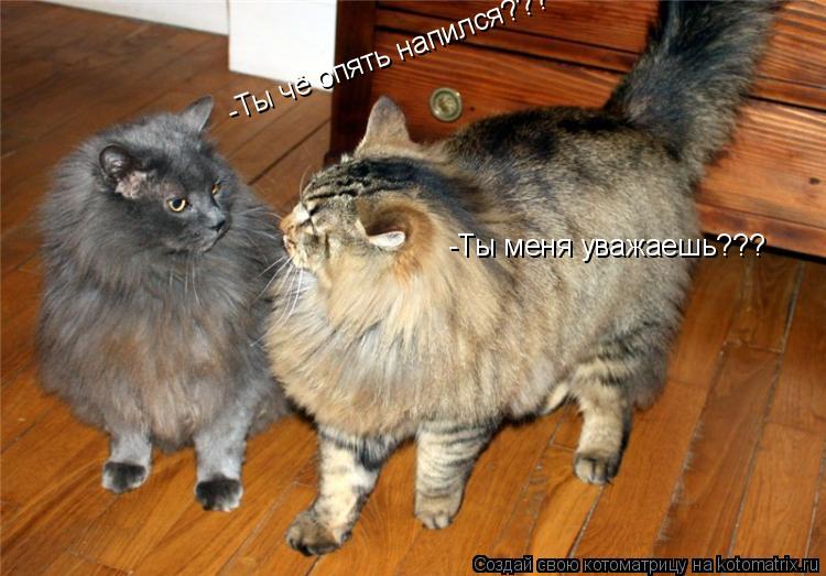-Ты меня уважаешь??? -Ты чё опять напился???... Котоматрица: -Ты меня уважаешь??? -Ты чё опять напился???