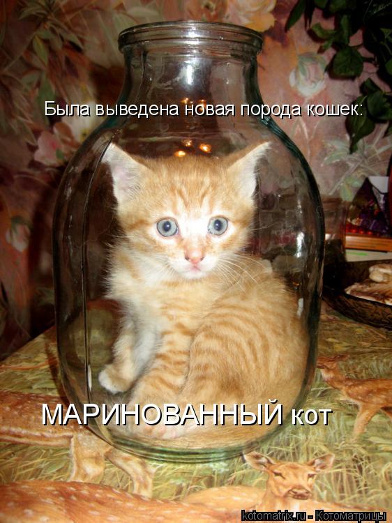 МАРИНОВАННЫЙ кот Была выведена новая порода кошек:... Котоматрица: МАРИНОВАННЫЙ кот Была выведена новая порода кошек:
