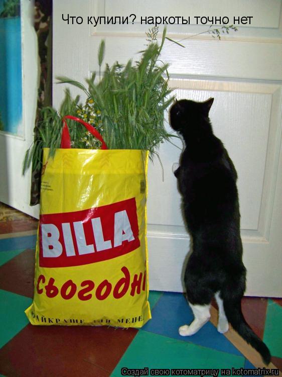 Что купили? наркоты точно нет... Котоматрица: Что купили? наркоты точно нет