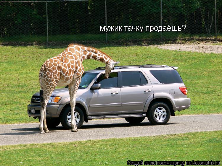 мужик тачку продаёшь?... Котоматрица: мужик тачку продаёшь?