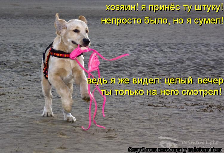 хозяин! я принёс ту штуку! непросто было, но я сумел! ты только на него смотрел! ведь я же видел: цел... Котоматрица: хозяин! я принёс ту штуку! непросто было, но я сумел! ты только на него смотрел! ведь я же видел: целый вечер