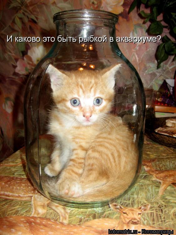 И каково это быть рыбкой в аквариуме?... Котоматрица: И каково это быть рыбкой в аквариуме?