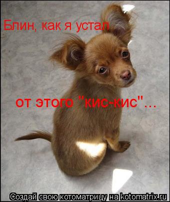Блин, как я устал от этого "кис-кис"...... Котоматрица: Блин, как я устал от этого "кис-кис"...