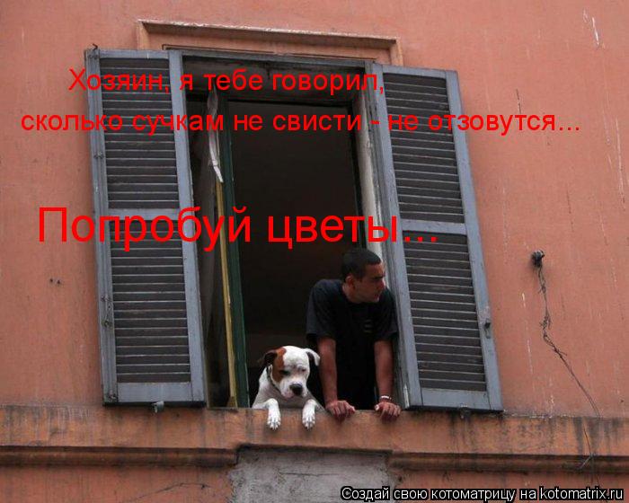 сколько сучкам не свисти - не отзовутся... Хозяин, я тебе говорил, Попробуй цветы...... Котоматрица: сколько сучкам не свисти - не отзовутся... Хозяин, я тебе говорил, Попробуй цветы...