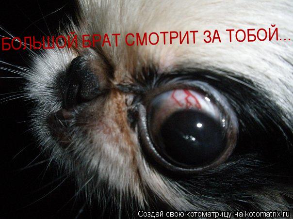 БОЛЬШОЙ БРАТ СМОТРИТ ЗА ТОБОЙ...... Котоматрица: БОЛЬШОЙ БРАТ СМОТРИТ ЗА ТОБОЙ...